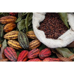 Chocolat des Frères de la côte LAIT 45% Cacao "Bean to Bar" (de la fève à la tablette)