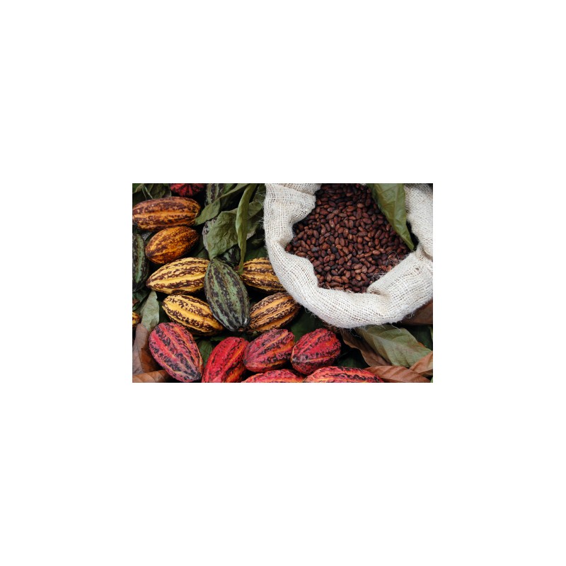 Chocolat des Frères de la côte "Bean to Bar" (de la fève à la tablette) LAIT 45%
