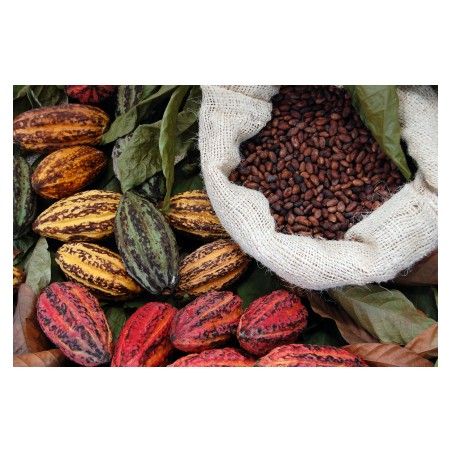Chocolat du Capitaine LAIT 45% Fèves de Cacao maturées en fût de Rhum